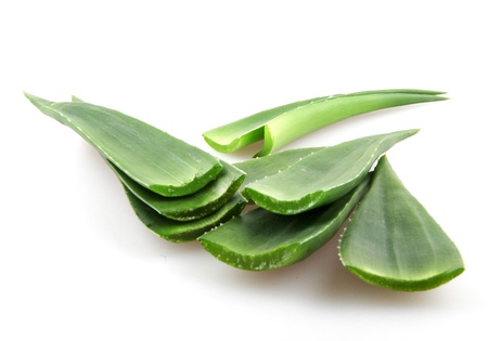 aloe vera plant isolated on white.の写真素材