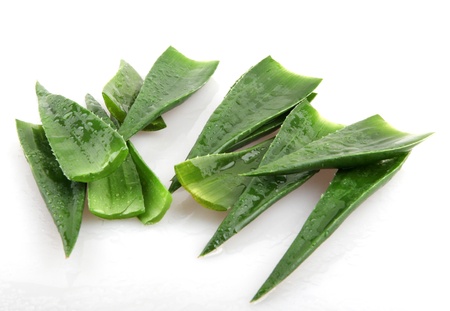 aloe vera plant isolated on white.の写真素材