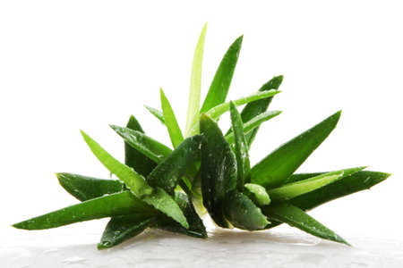 Aloe vera plant isolated on white.の写真素材