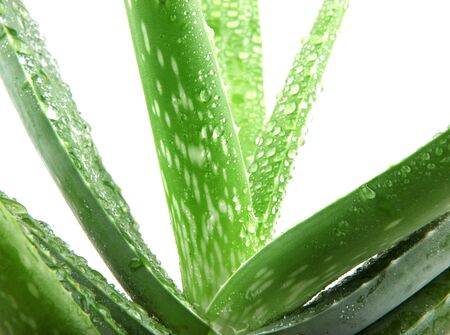 Aloe vera plant isolated on white.の写真素材