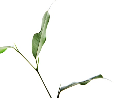 green leaves isolated on white backgroundの写真素材