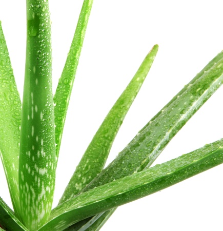 Aloe veraの写真素材