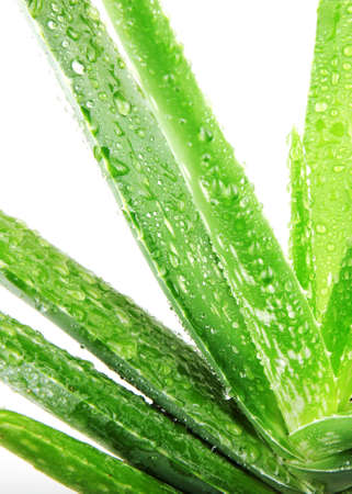 Aloe veraの写真素材