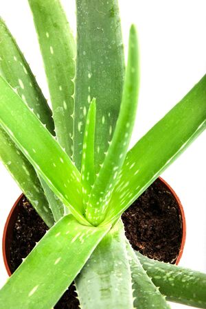 Aloe vera plant isolated on whiteの写真素材