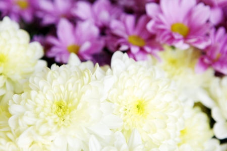 flowersの写真素材