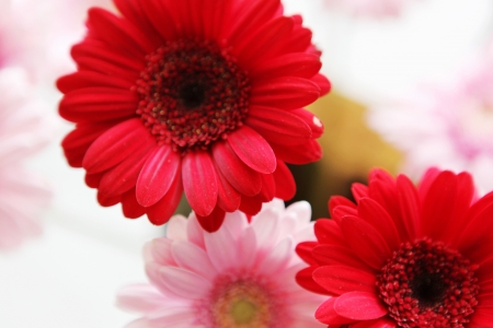 flowersの写真素材