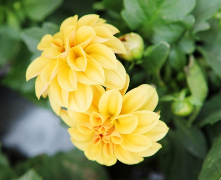 flowersの写真素材