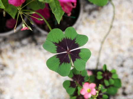 Picture of  green clover