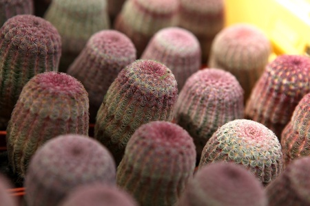 cactusの写真素材