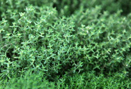 Balm leaves