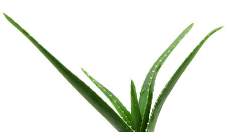 Aloe vera.の写真素材