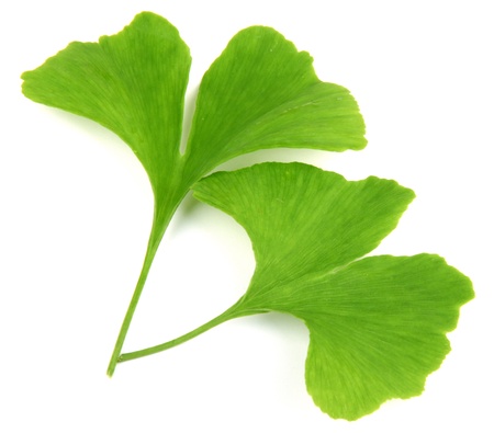 green ginkgo biloba leaves isolated on white background