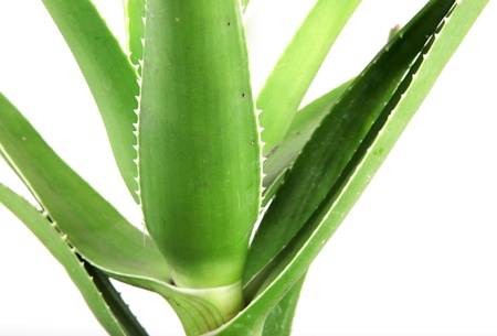 aloe vera leavesの写真素材