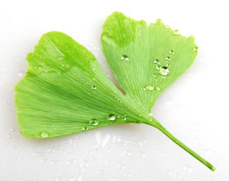 Ginkgo biloba on white backgroundの写真素材