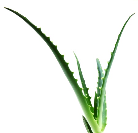 aloe veraの写真素材