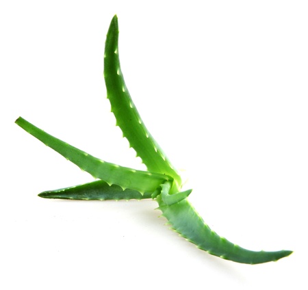 aloe veraの写真素材