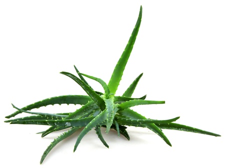 aloe veraの写真素材