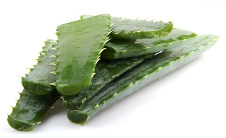 Aloe vera plant isolated on whiteの写真素材