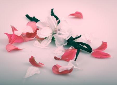 Vanilla Bean And Flowerの写真素材