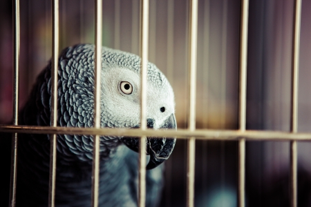 African Grey Parrotの写真素材