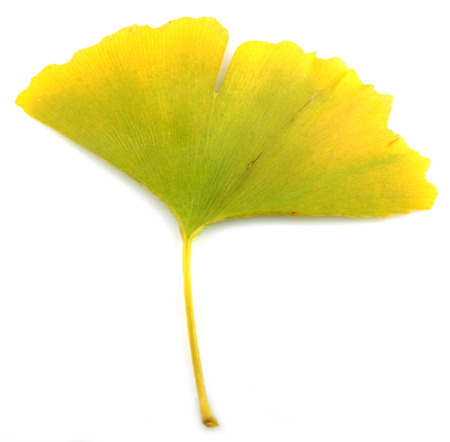 Ginkgo Biloba Leaves On White Background