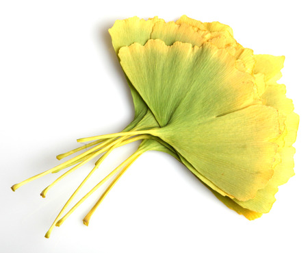 Ginkgo Biloba Leaves On White Background