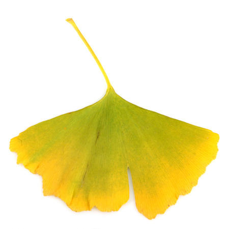 Ginkgo Biloba Leaves On White Backgroundの写真素材