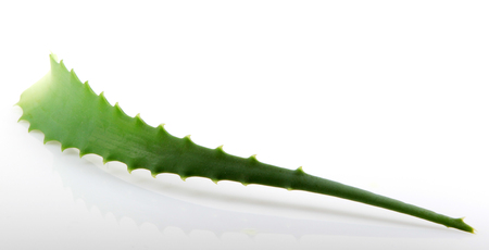 Aloe vera plant isolated on white.の写真素材