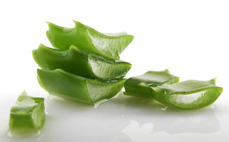 Aloe vera plant isolated on white.の写真素材