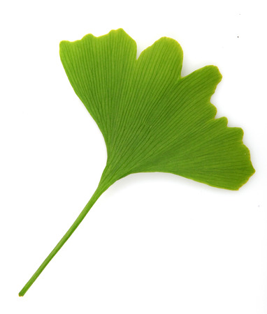 green ginkgo biloba isolated on white backgroundの写真素材