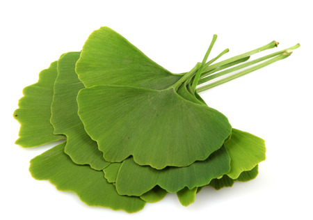 ginkgo biloba leaves isolated on white backgroundの写真素材