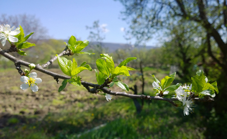 Spring Cherry Blossom.の写真素材