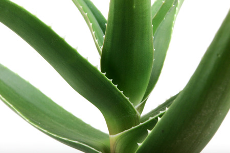 Aloe vera plantの写真素材