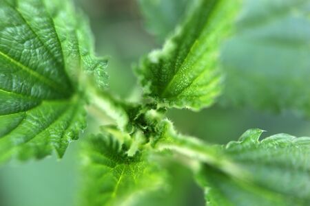green leaf background