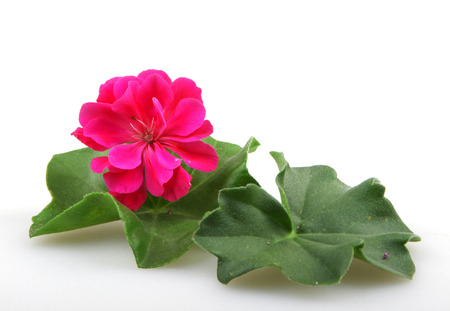 Geranium Flowersの写真素材