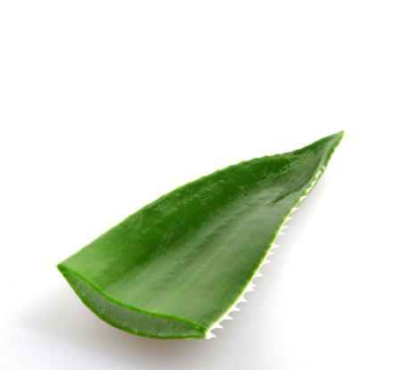 Aloe veraの写真素材