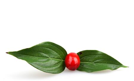 cornels isolated on the whiteの写真素材