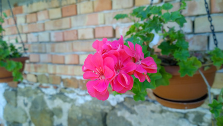 Geranium Flowersの写真素材