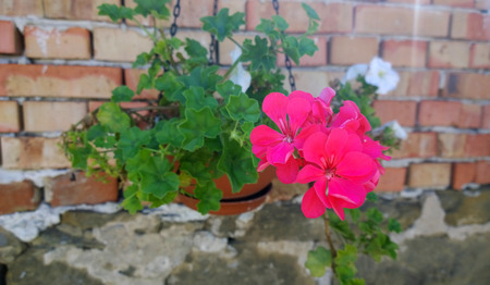Geranium Flowersの写真素材