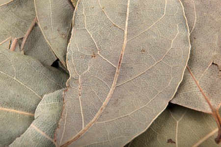 Bay leafの写真素材