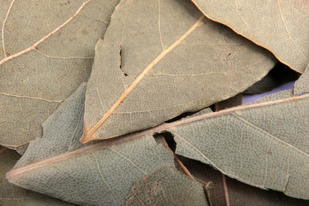 Bay leaf