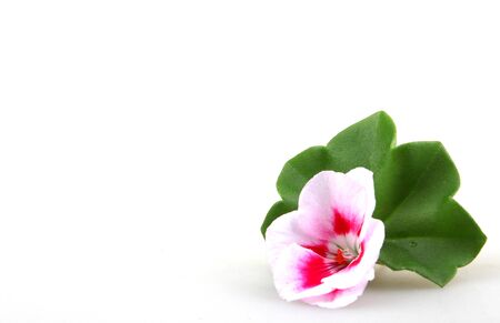 Pelargonium Flowerの写真素材