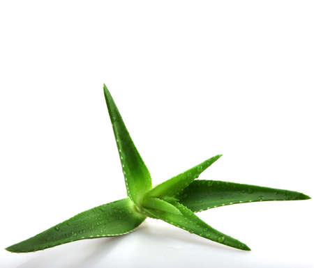 Aloe vera plant isolated on white.の写真素材