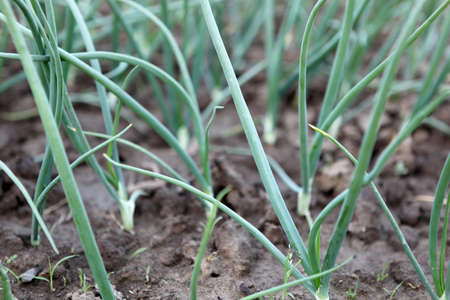 green onionの写真素材