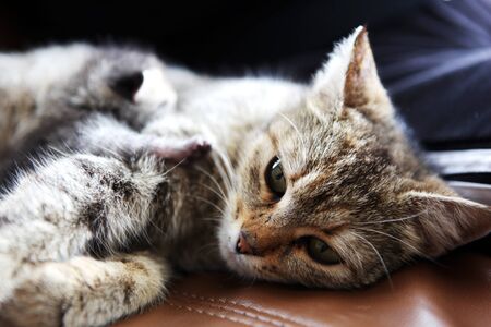 mother cat and her kittenの写真素材