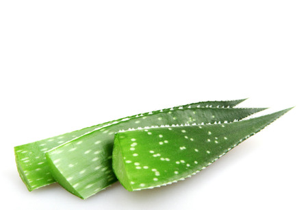 Aloe plant isolated on white.の写真素材
