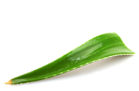 Aloe vera plant isolated on white.の写真素材