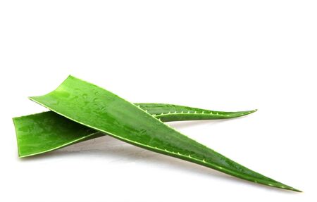 Aloe Vera On White.の写真素材