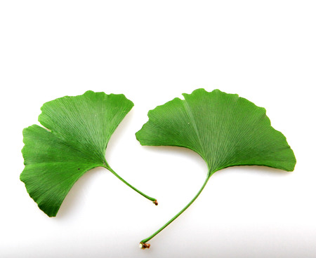 Fresh ginkgo biloba leaf on a white background