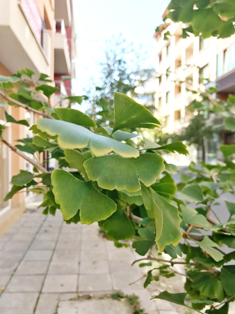Ginkgo biloba tree